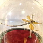Steampunk Dragonfly