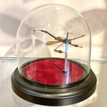 Steampunk Dragonfly